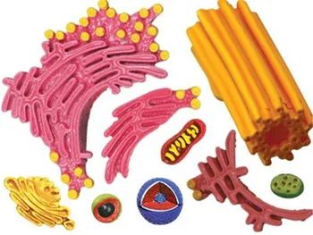 4D Augalų, Gyvūnų Ląstelių Skeleto Anatomijos Modelis Matmenų Žaislas, Anatomijos, Medicinos Mokslų mokymo Įranga, Nuimamos Dalys