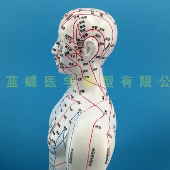 50/48cm Pilnas odinis baltas vyrų ir moterų žmogaus modelis, Žmogaus meridian modelis tradicinės Kinų medicinos Akupunktūros taškas modelį