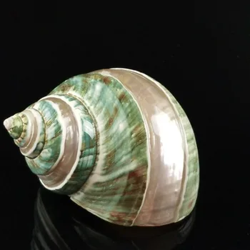 8-11cm specialūs dideli myli, gamtos myli shell, žalia turbaną sraigė pavyzdys, gamyklos tiesiogiai rinkti dovanų