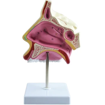 Anatomijos Modelis Natūralus Nosies Anatomines Modelis,Nosies ir Gerklės Modelis Medicinos Mokslų Mokymo Išteklių