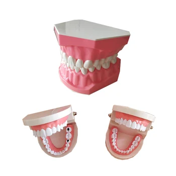 Dantų Modelio Pro Suaugusiųjų White Dantų Standartas Burnos Modelis Odontologijos Mokymo Studijų Typodont Demonstravimo Medicinos Studijų, Įrankiai