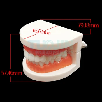 Dantų Modelio Pro Suaugusiųjų White Dantų Standartas Burnos Modelis Odontologijos Mokymo Studijų Typodont Demonstravimo Medicinos Studijų, Įrankiai