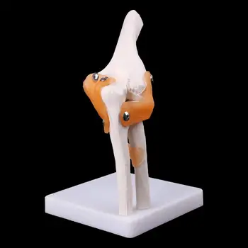 Gyvenimo Dydžio Raiščių Alkūnės Sąnario Medicinos Anatomijos Modelis Skeletas Studijų Įrankis, Žmogaus skeleto anatomijos modelis