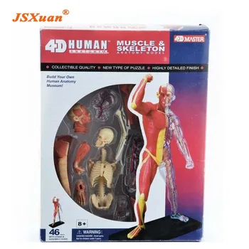 JSXuan 4D Žmogaus kūno audinių modelis - raumenų ir nervų skeletas asamblėjos biologinių mokymo įranga