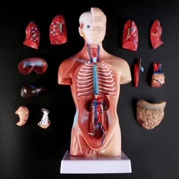 Medicinos rekvizitai modelio Žmogaus Liemens, Kūno Anatomijos Modelis Anatomijos Medicinos Vidaus Organų Mokymo