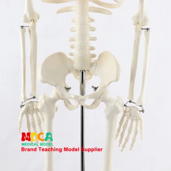 Medicinos standartas dailės ir medicinos 85CM skeleto modelis žmonių.skeleto modelis MGG201