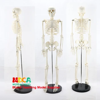 Medicinos standartas dailės ir medicinos 85CM skeleto modelis žmonių.skeleto modelis MGG201