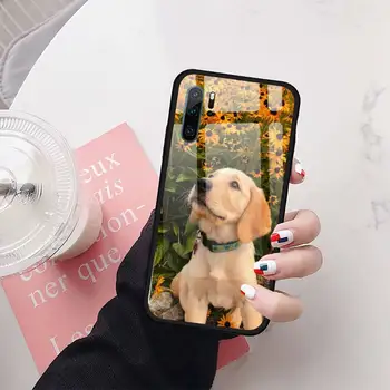 Mielas auksaspalvis retriveris šuo Telefono dėklas Grūdintas stiklas Huawei Honor 7A 8X 9 10 v10 30 20 9 10 Pro Plus Lite mate 10 20 pro