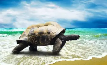 Milžinišką Green Sea Turtle 5 Siena Lipdukas Šilko Plakatus Šviesos Drobės Namų Puošybai
