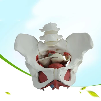 Moterų dubens modelis dubens kaulų medicinos moterų dubens struktūrą, modelį, žmogaus skeletas modelis