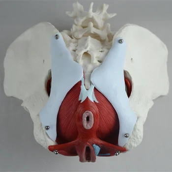Moterų dubens modelis dubens kaulų medicinos moterų dubens struktūrą, modelį, žmogaus skeletas modelis