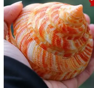 Natūralių kriauklių conchas raudona kriauklių deco Akvariumo žuvų bakas kraštovaizdžio reta kolekcija dovanų koralų, jūrų žvaigždė