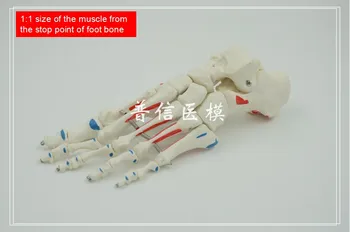 Nemokamas pristatymas ir 1:1 dydis,ženklas, raumenų pradžios ir pabaigos tašką,pėdų kaulų modelis,medicinos mokyti ortopedija departamento masažas