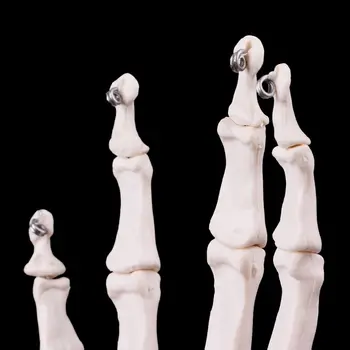 Rankiniai Sąnario Anatomijos Skeleto Modelis Žmogaus Medicinos Anatomijos Studijų Įrankis, Gyvenimo Dydis