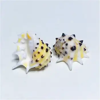 Retas gamtos myli shell 2-3 cm geltonas dantis retas specime surinkimo sraigių kiautais šukutės kriauklių, jūros priedai