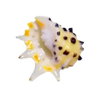Retas gamtos myli shell 2-3 cm geltonas dantis retas specime surinkimo sraigių kiautais šukutės kriauklių, jūros priedai