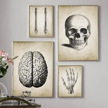 Smegenų Piršto kaukolė Žmogaus Anatomijos Plakatas Derliaus Sienos Meno Tapybos Drobės Šiaurės Plakatai Ir Spausdina Sienos Nuotraukas, Už Kambarį