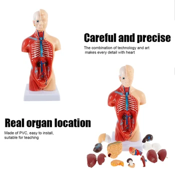 Žmogaus Liemens, Kūno Modelis 4D Organų Švietimo Asamblėjos Modelio Žmogaus vidaus organų anatomija vyrų, moterų liemens anatomijos modelis Karšto